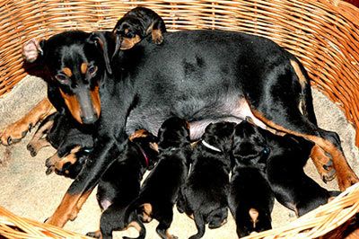 Deutsche Pinscher H�ndin mit Welpen
