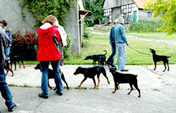 Deutsche Pinscher v. Robinienhof