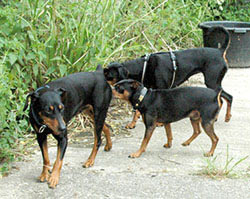 Deutsche Pinscher v. Robinienhof