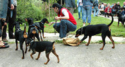 Deutsche Pinscher v. Robinienhof