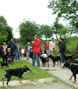 Deutsche Pinscher v. Robinienhof