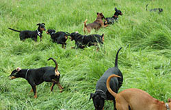 Deutsche Pinscher v. Robinienhof