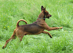 Deutsche Pinscher v. Robinienhof