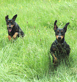 Deutsche Pinscher v. Robinienhof