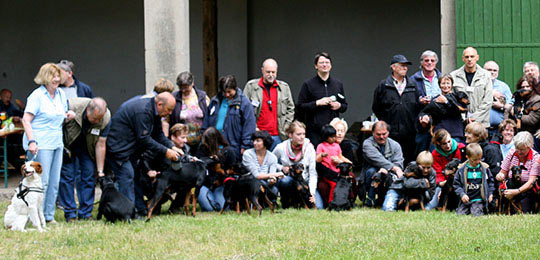 Deutsche Pinscher Familientreffen