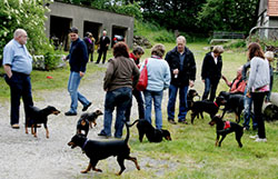 Deutsche Pinscher Familientreffen