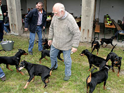 Deutsche Pinscher Familientreffen