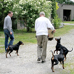 Deutsche Pinscher Familientreffen