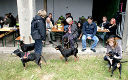 Deutsche Pinscher Familientreffen