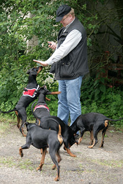 Deutsche Pinscher Familientreffen