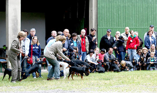 Deutsche Pinscher Familientreffen