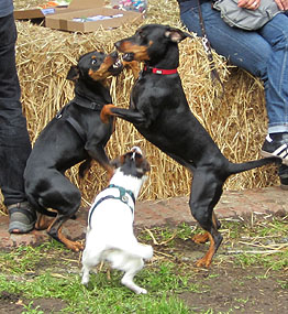 Robinienhof - spielende Deutsche Pinscher