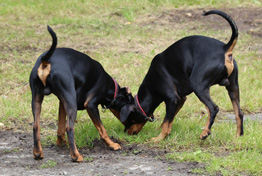 Robinienhof - spielende Deutsche Pinscher