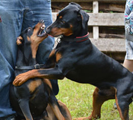 Robinienhof - spielende Deutsche Pinscher