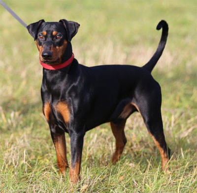 Deutscher Pinscher, Etzel vom Robinienhof