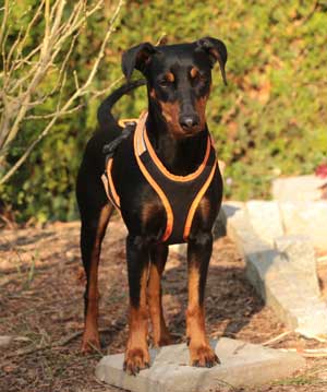 Deutscher Pinscher, Dhara vom Robinienhof