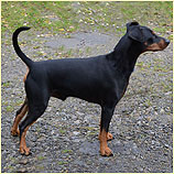 Deutscher Pinscher vom Robinienhof