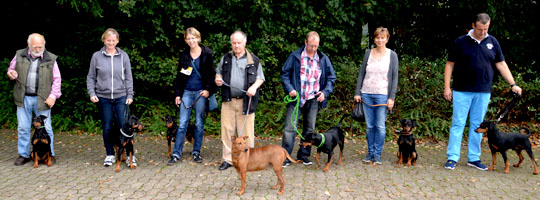 Deutsche Pinscher vom Robinienhof