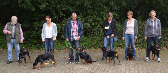 Deutsche Pinscher vom Robinienhof