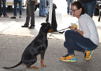 Deutsche Pinscher vom Robinienhof