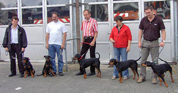 Deutsche Pinscher vom Robinienhof