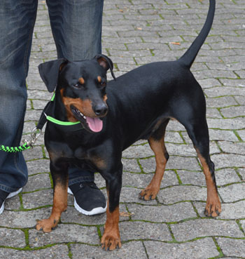 Deutsche Pinscher vom Robinienhof