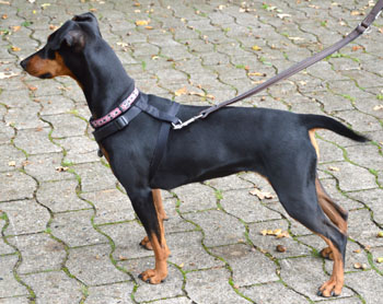 Deutsche Pinscher vom Robinienhof