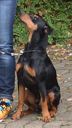 Deutsche Pinscher vom Robinienhof