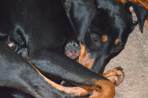 Deutsche Pinscher, Yo-Anna v. Robinienhof