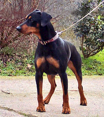 Deutscher Pinscher, Arwin vom Robinienhof