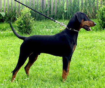 Deutscher Pinscher, Quago vom Robinienhof