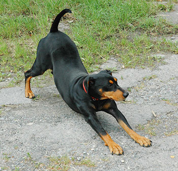 Deutscher Pinscher, Martha vom Robinienhof