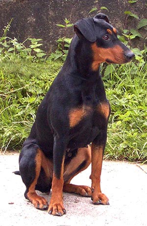 Deutscher Pinscher, Zezilie vom Robinienhof