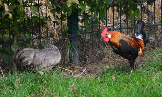 rhenag Rheinischer Tiertag 2014