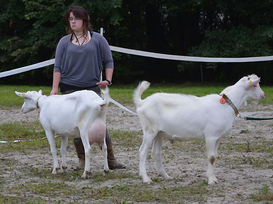 rhenag Rheinischer Tiertag 2014