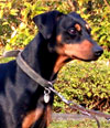 Deutscher Pinscher, Arwin v. Robinienhof