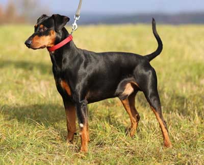 Deutscher Pinscher, Etzel vom Robinienhof