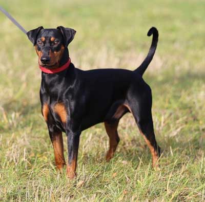 Deutscher Pinscher, Etzel vom Robinienhof