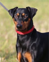 Deutscher Pinscher, Etzel v. Robinienhof