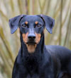 Deutscher Pinscher, Gäel v. Robinienhof