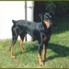 Deutscher Pinscher, Jack v. Robinienhof