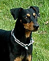 Deutscher Pinscher, Kalli v. Robinienhof