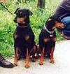 Deutscher Pinscher, Karacho v. Robinienhof