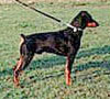 Deutscher Pinscher, Pinkus v. Robinienhof