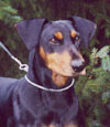 Deutscher Pinscher, Santos v. Robinienhof