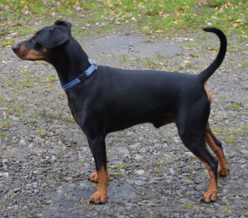 Deutscher Pinscher, Tammo vom Robinienhof