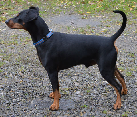 Deutscher Pinscher, Tammo vom Robinienhof