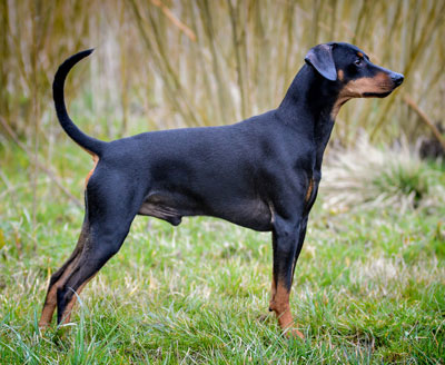 Deutscher Pinscher, Gäel vom Robinienhof