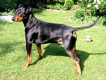 Deutscher Pinscher, Florian v. Robinienhof, Portrait