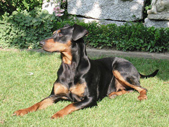 Deutscher Pinscher, Florian v. Robinienhof, Portrait